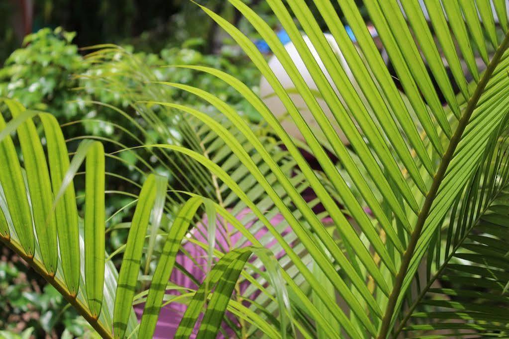 Sugar Plum Macedo Palms Baga Exterior foto